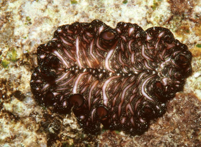 Pseudobiceros bedfordi